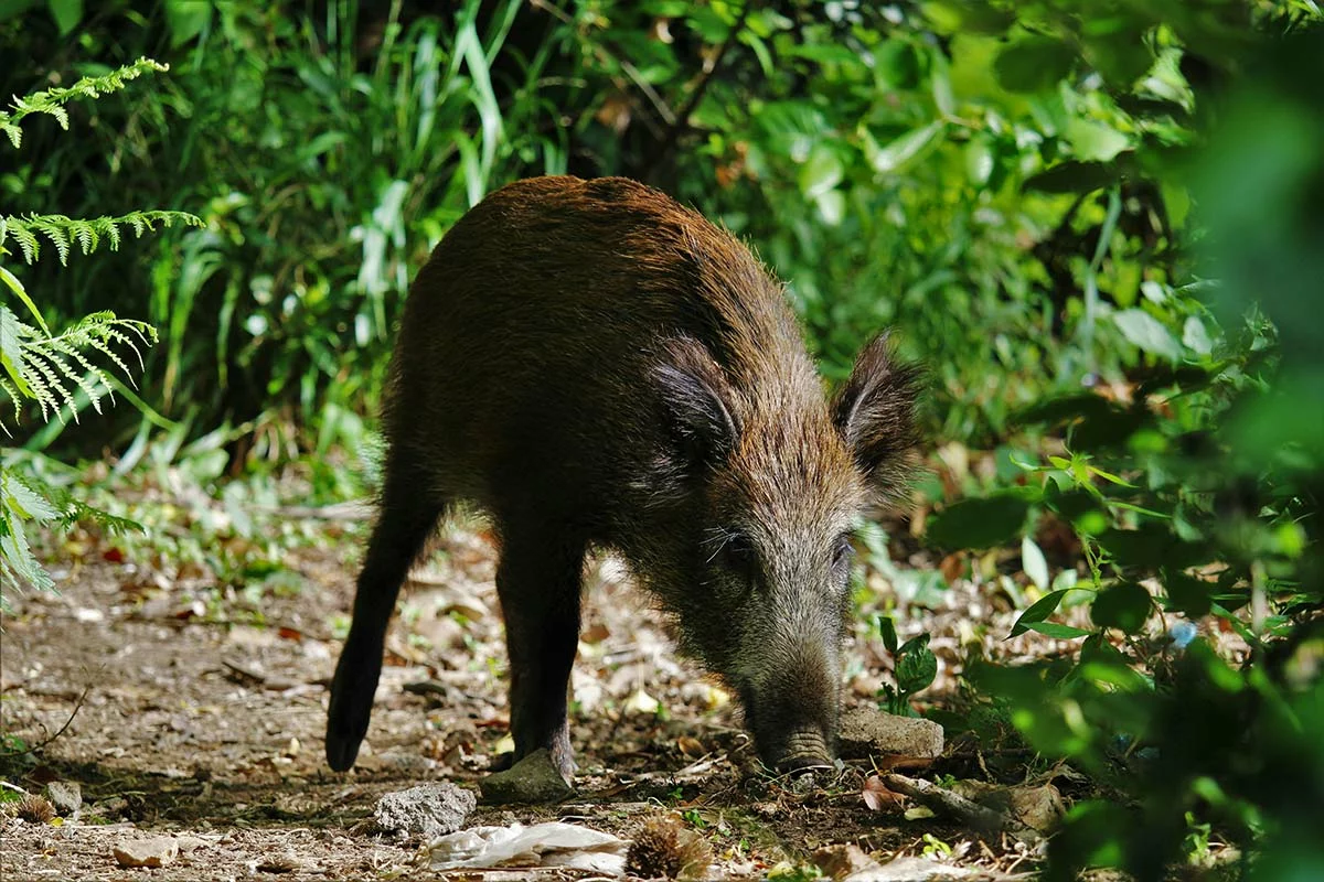 PAT 04-12 Solution protection dégâts sanglier