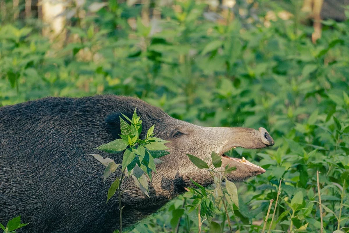 Phaco Solution protection dégâts sanglier