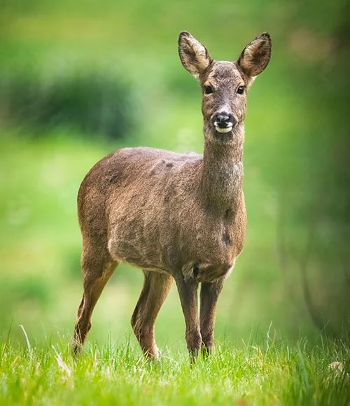 Aegis Agro Trico Jardin