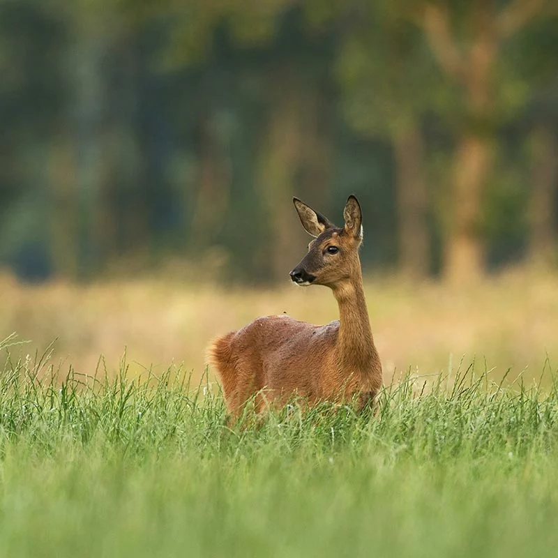 Trico Jardin répulsif chevreuil Aegis Agro Trico Jardin répulsif chevreuil