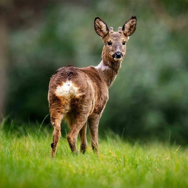 Trico Jardin répulsif chevreuil Trico Jardin répulsif chevreuil