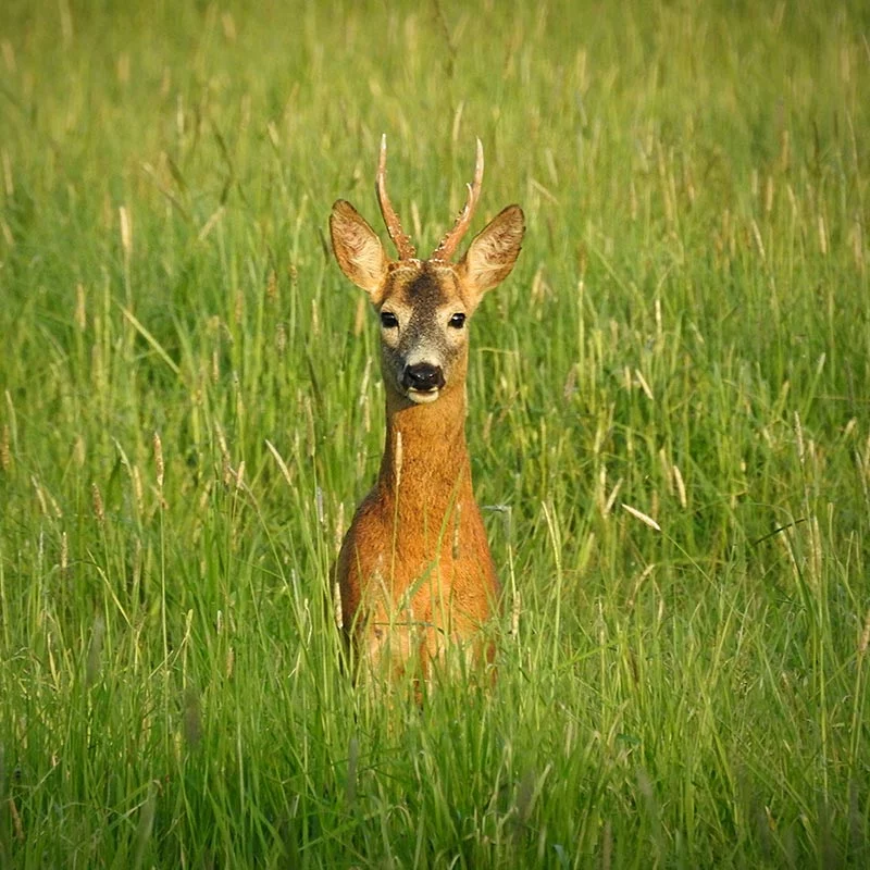 Trico Jardin répulsif chevreuil Aegis Agro Trico Jardin répulsif chevreuil