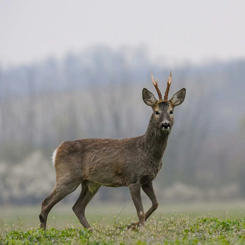 Trico Jardin répulsif chevreuil Aegis Agro Trico Jardin répulsif chevreuil